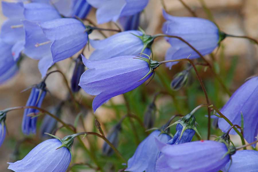 Campanula cochleariifolia / Campanula a foglie di coclearia